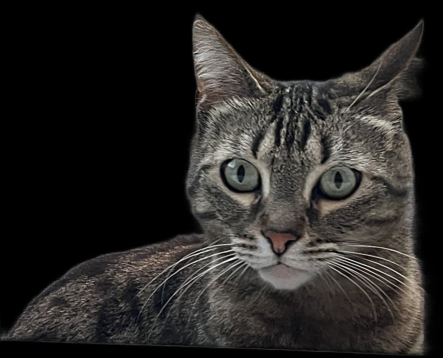 Yassu, der Kater - Namensgeber der Domain